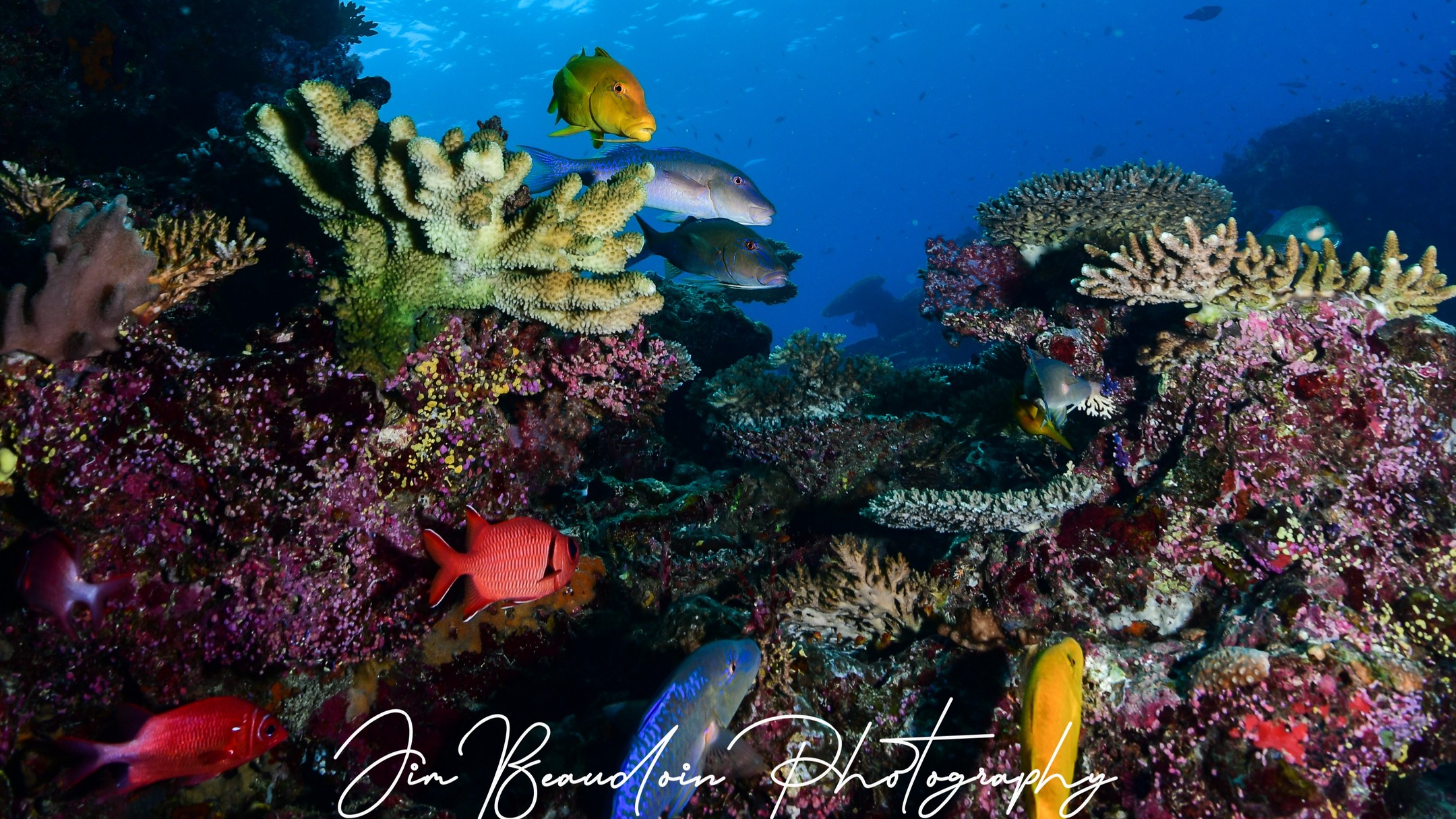 Purple Wall on the Rainbow Reef Fiji.
Nikon D850
@isotta_underwater_housings 
16-35mm Wide Zoom
1/160th at F8
ISO100