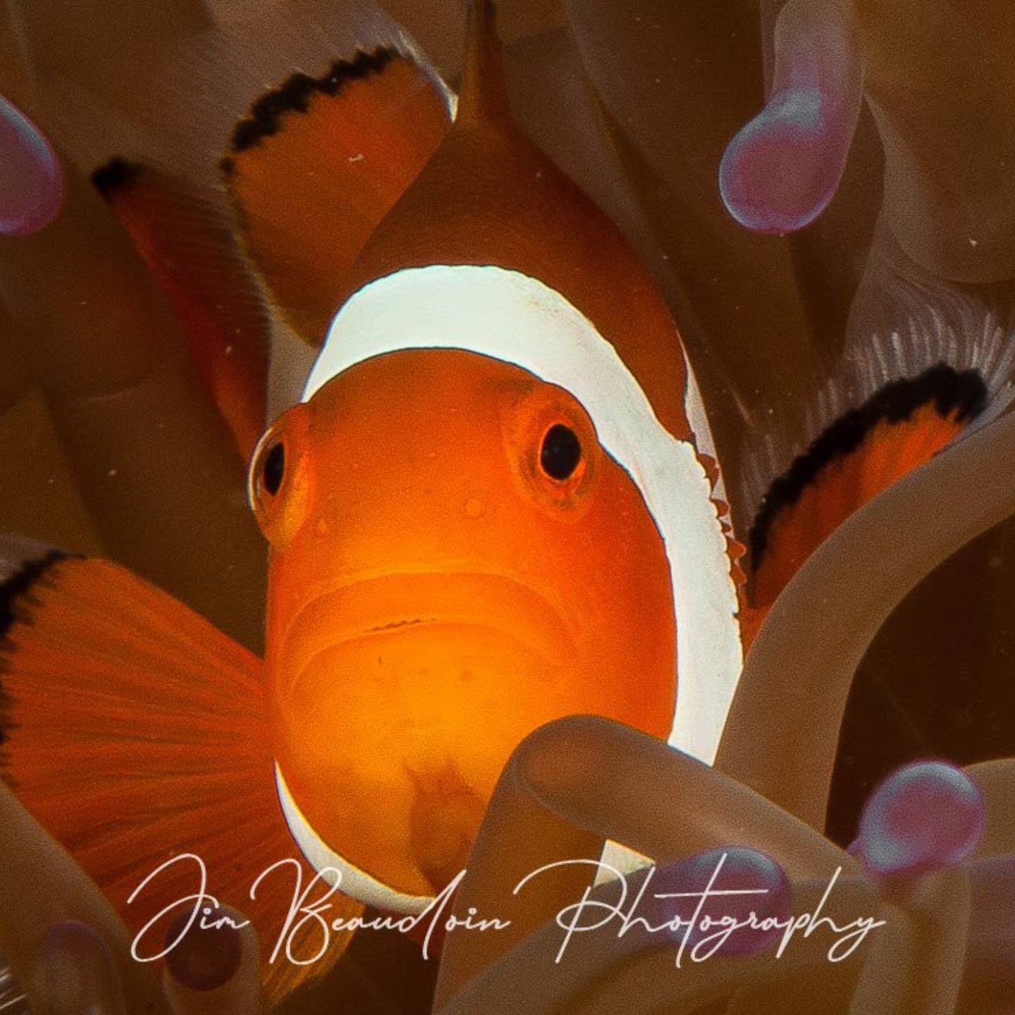 My favourite Clownie - Nemo grew up to be fat!! 🤗
Late afternoon on the slopes of an underwater canyon in the Bunaken Marine Park, North Sulawesi Indonesia
Nikon D300S in Subal Housing
Inon Z240 strobes
105mm Macro lens
F22 at 1/250th
ISO 100