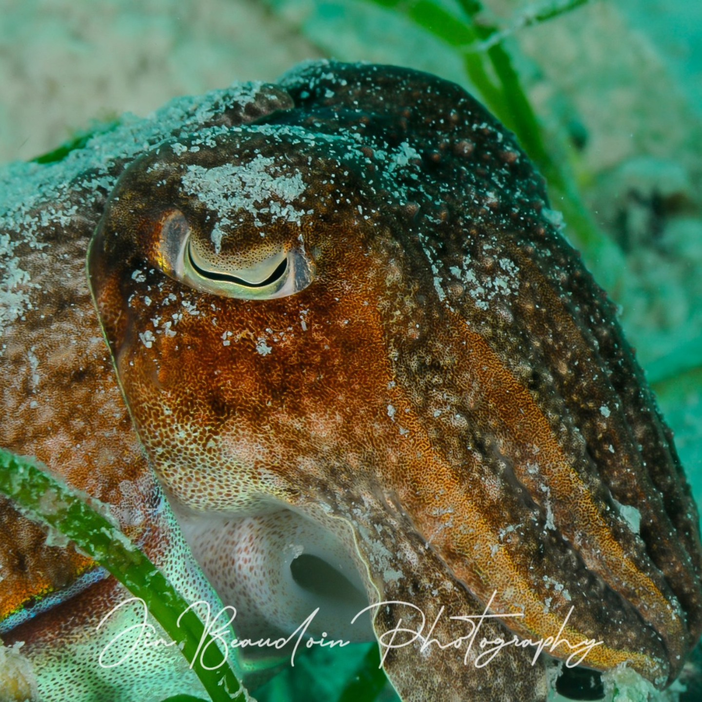Happy World Oceans Day 2025!
Giant Cuttlefish - Sepia Apama - From Mabul Island Malaysia 2011 emerging from a sand patch in seagrass.
Nikon D300s in Subal Housing Inon Z240 strobes
Nikkor AF-S 105mm f/2.8 VR macro lens
F22 at 1/100th