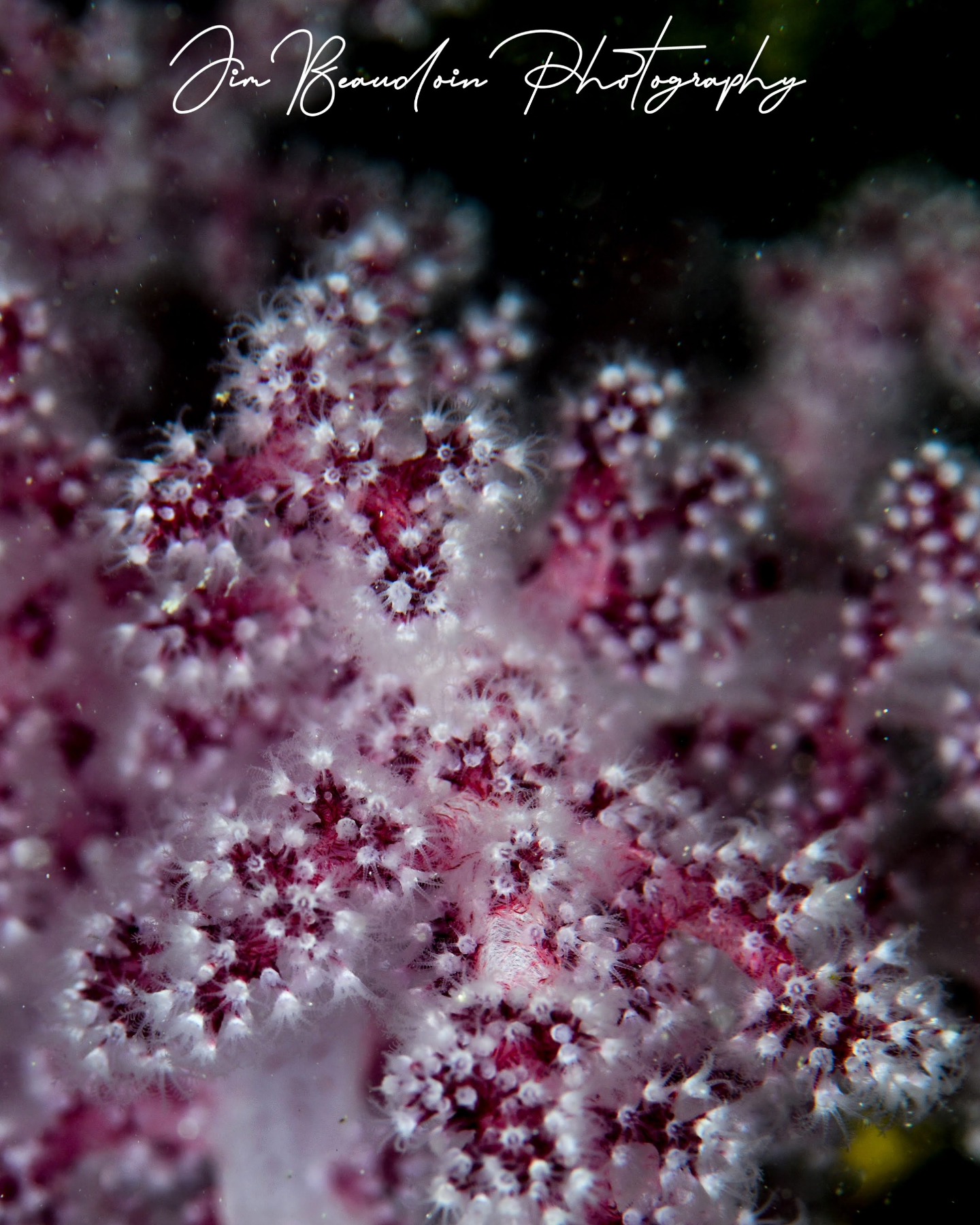 Soft corals from the site of the Omeo Wreck Coogee Beach Western Australia.
#isotta_underwater_housings 
Nikon D850 DSLR
Nikon AF-S 105mm f/2.8 VR Macro lens
Sea & Sea YS D3 Lightening strobes
1/100th at F18 and ISO 64
